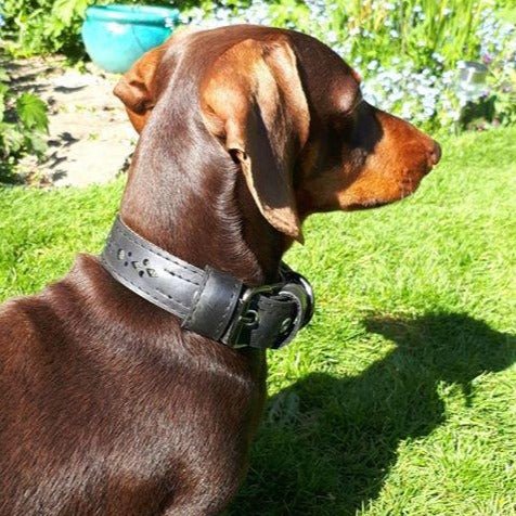 Eco Friendly Recycled Inner Tube Vegan Dog Collar by Paguro Upcycle