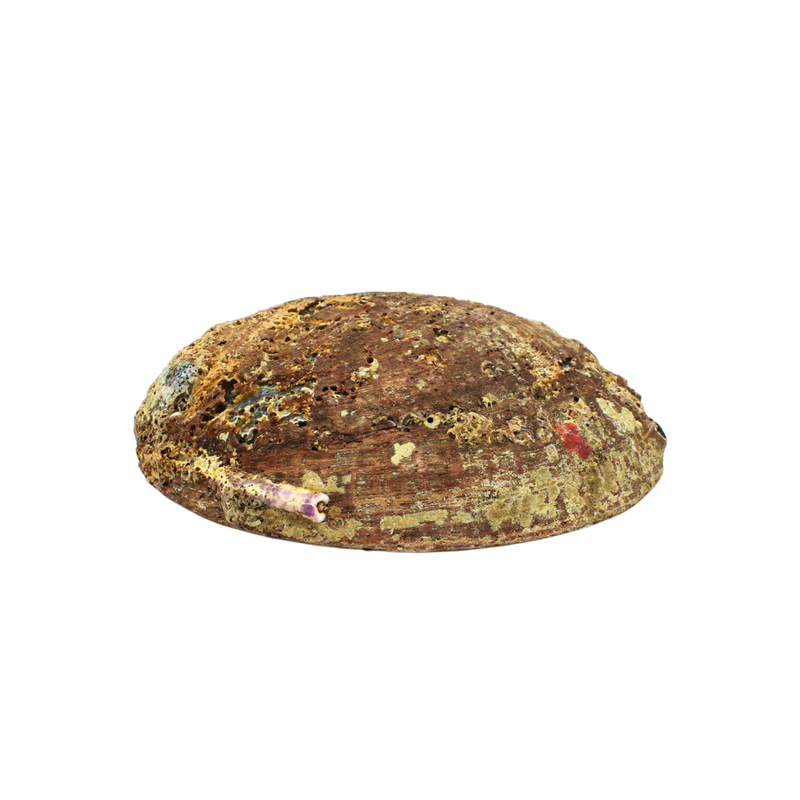 Abalone Shell Green 15-17cm