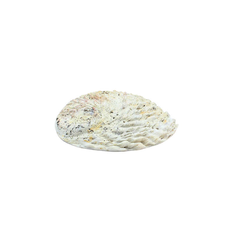 Abalone Shell -Haliotis Midae 10-12 cm - Image 2