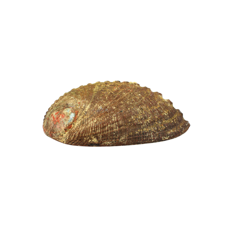 Abalone Shell 12-15 cm - Image 2