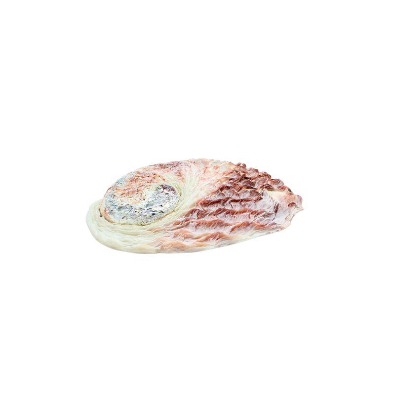 Abalone Shell Pink 12 - 15 cm - Image 2