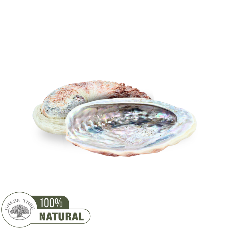 Abalone Shell Pink 12 - 15 cm