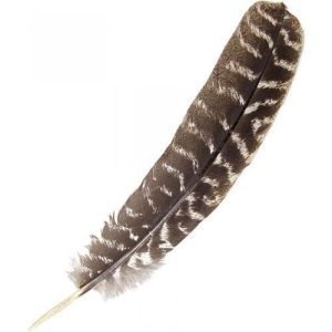 Barred Turkey Smudge Feather 30cm