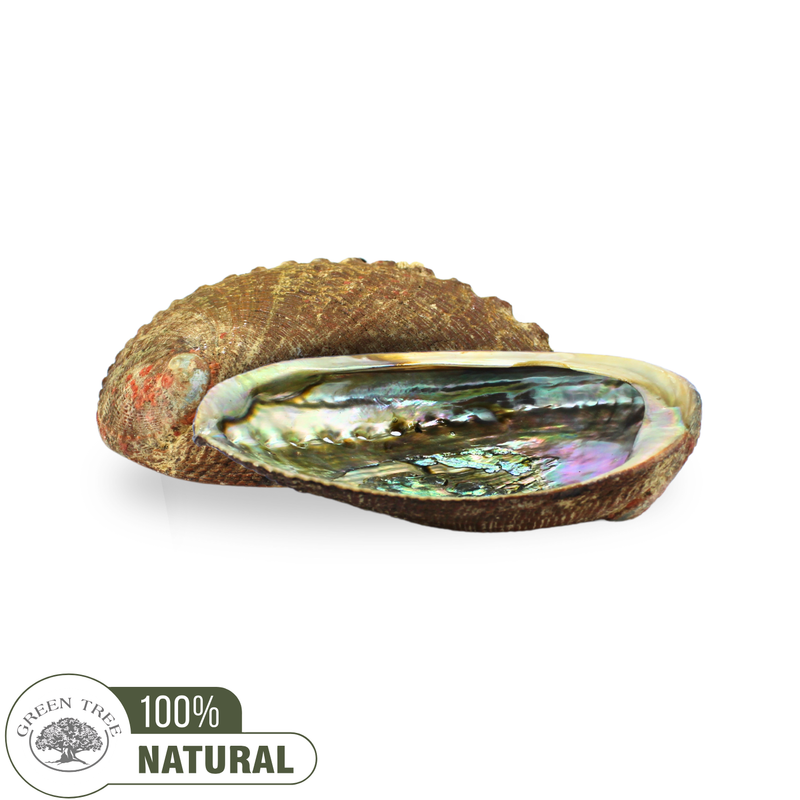 Abalone Shell 12-15 cm