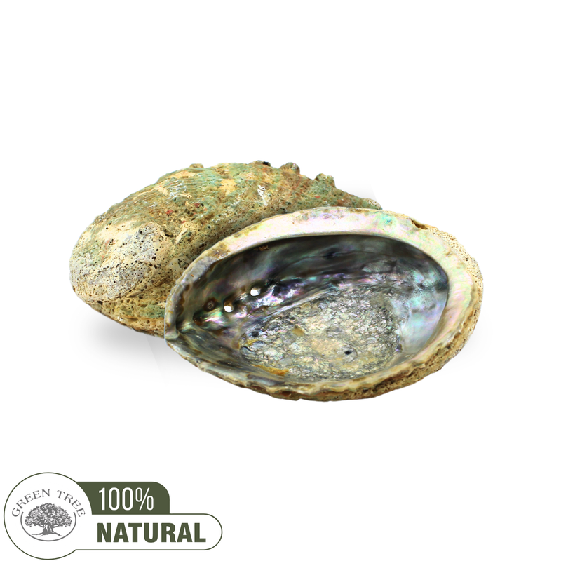 Abalone Shell Green 12-15CM