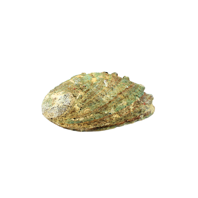 Abalone Shell Green 12-15CM - Image 2