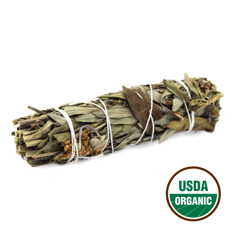 Shasta Sage 10- Cm