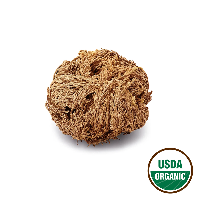Rose of Jericho ( Resurrection Rose ) - Image 2