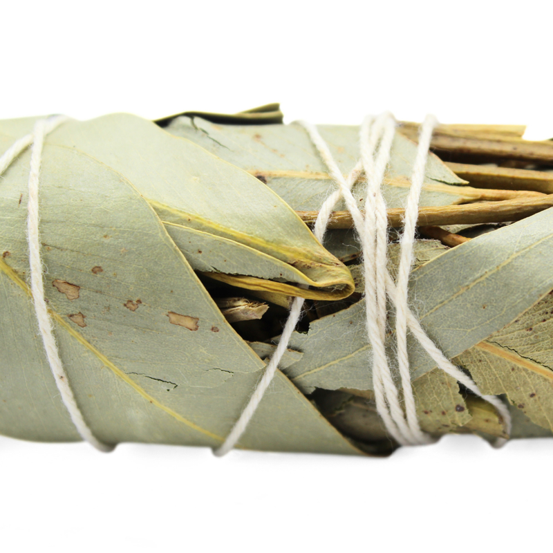 Eucalyptus Sage 10cm - Image 2