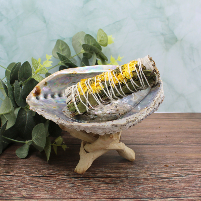 Sunflower Sage 10cm - Image 3