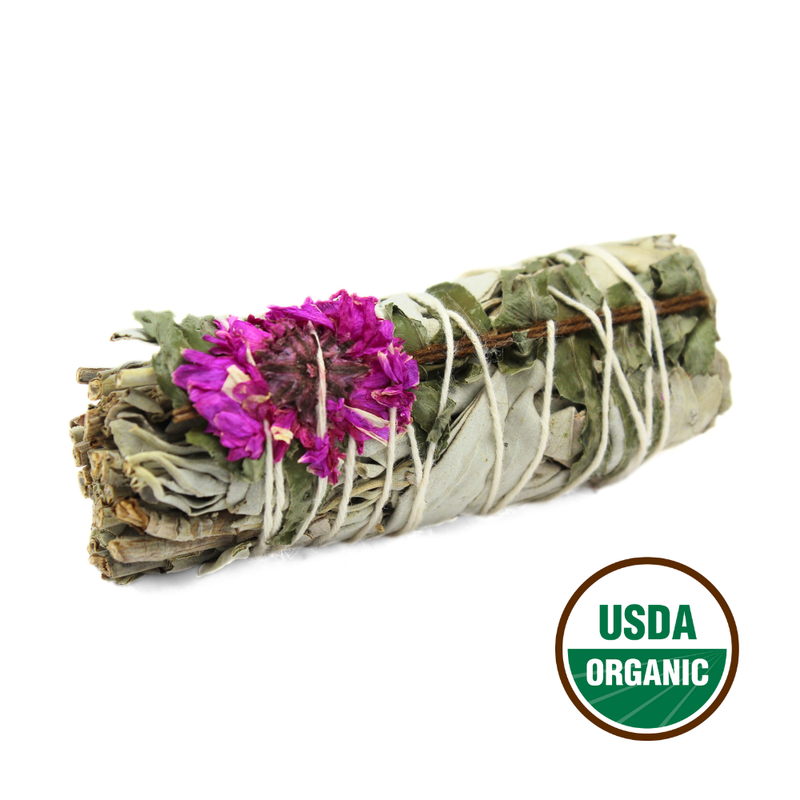 Dahlia Sage 10cm