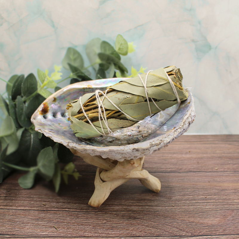 Eucalyptus Sage 10cm - Image 3