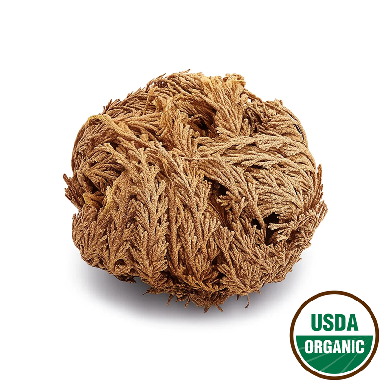 Rose of Jericho ( Resurrection Rose )