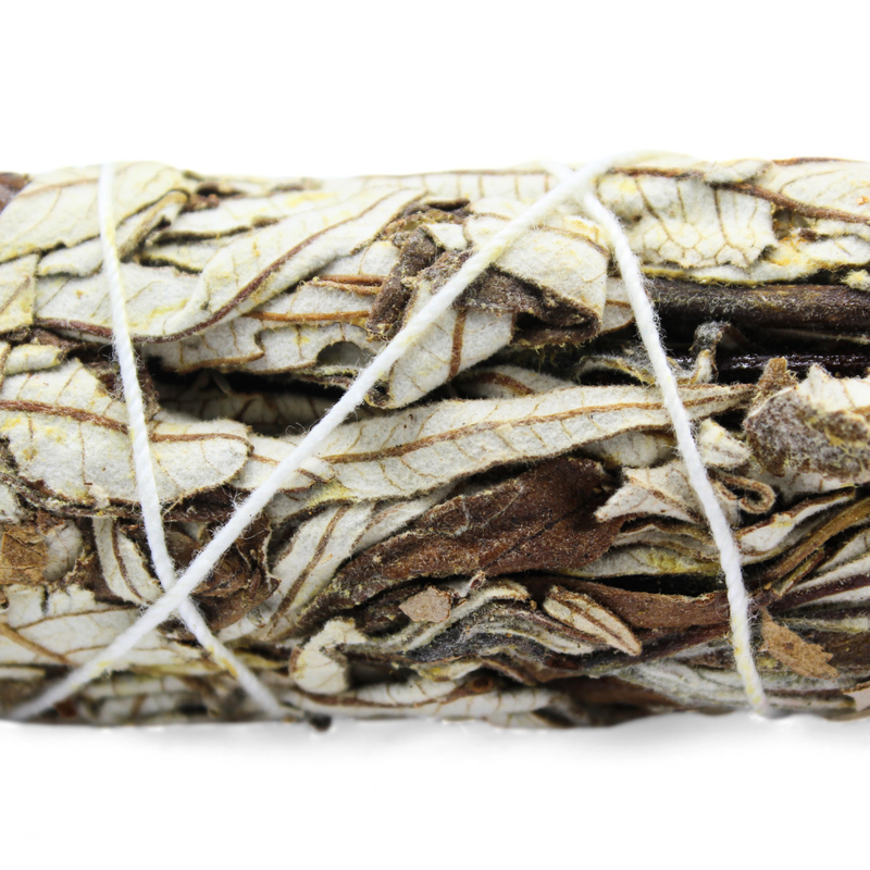 Yerba Santa 22 Cm - Image 2