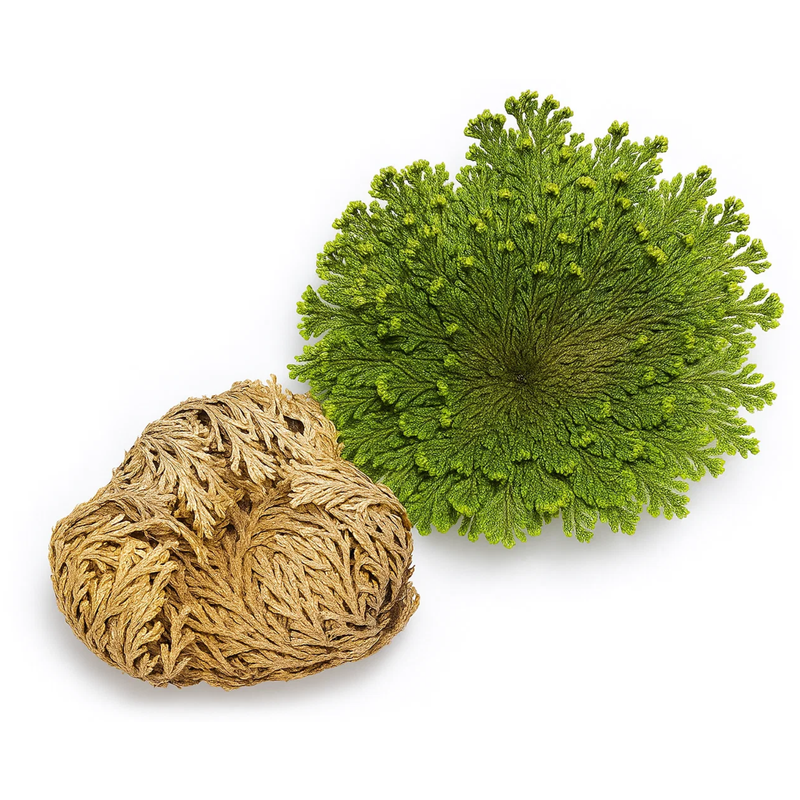 Rose of Jericho ( Resurrection Rose ) - Image 3