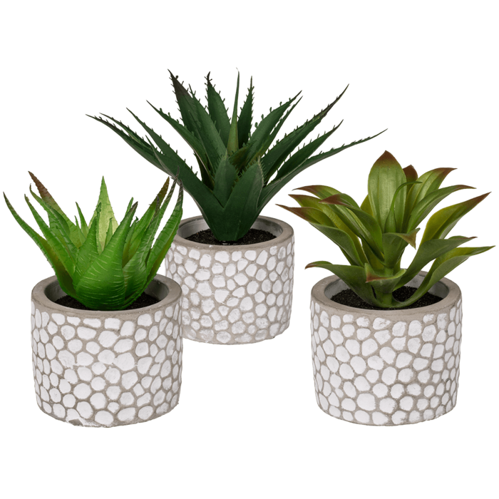 Decoration Succulents in whitegrey cement pot,