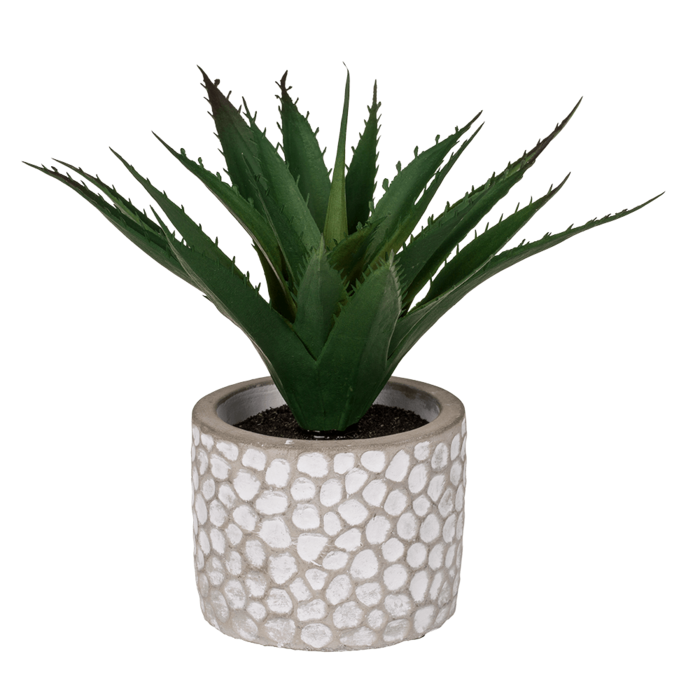 Decoration Succulents in whitegrey cement pot, - Image 3