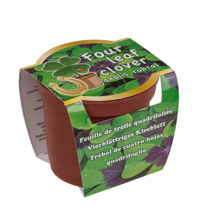 Four leaf clover in plastic pot, - Image 3