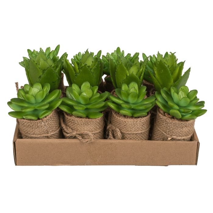 Decoration Succulents in pot with jute fabric, - Image 2