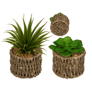 Decoration Succulents in sea-grass pot,