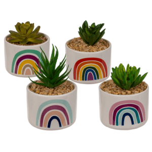 Decoration Succulent in pot, Rainbow,