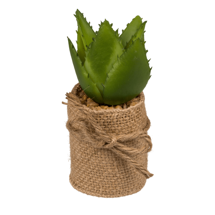 Decoration Succulents in pot with jute fabric, - Image 4