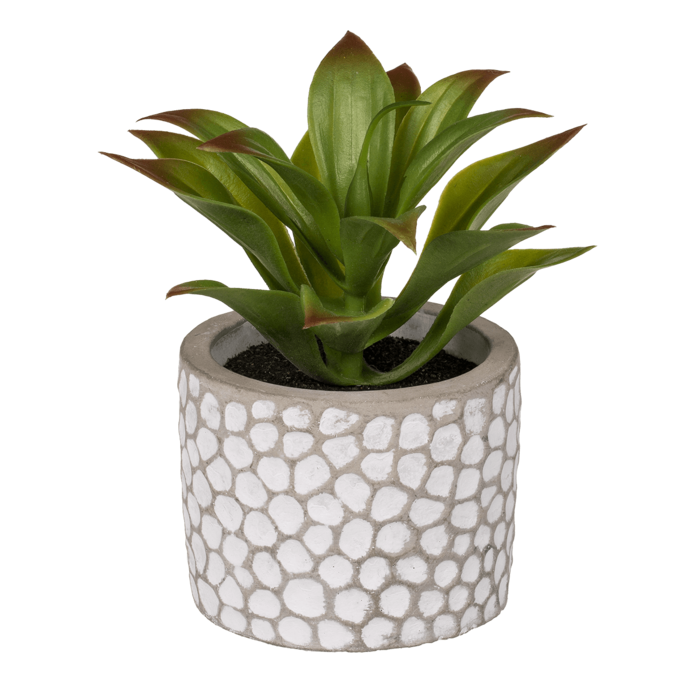 Decoration Succulents in whitegrey cement pot, - Image 2
