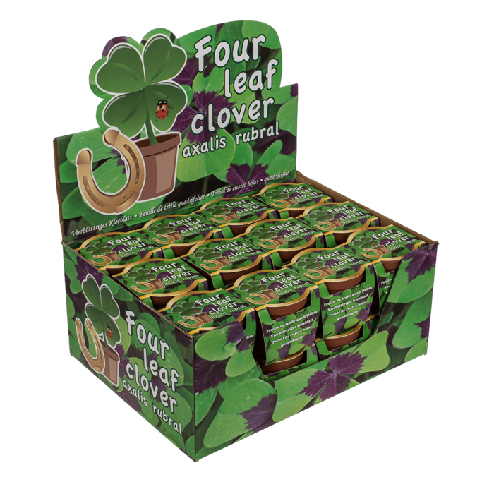 Four leaf clover in plastic pot, - Image 2