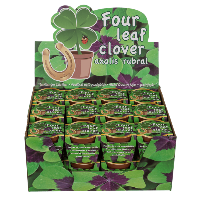 Four leaf clover in plastic pot,
