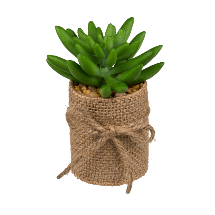 Decoration Succulents in pot with jute fabric, - Image 3