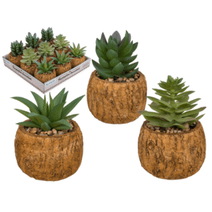 Decoration succulent in cement  pot,