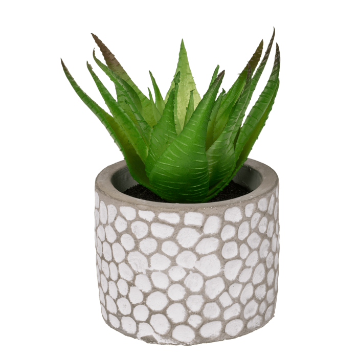 Decoration Succulents in whitegrey cement pot, - Image 4