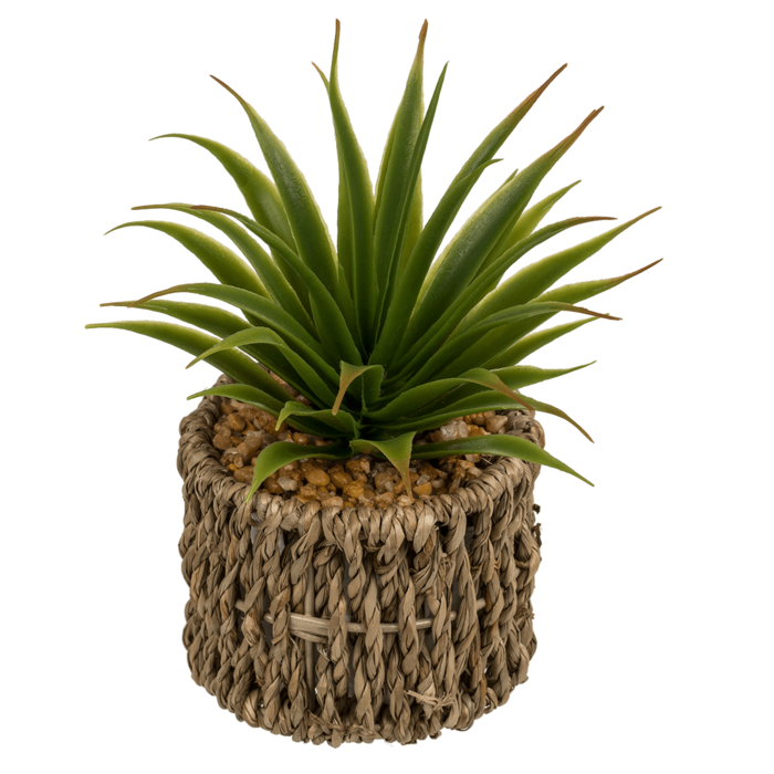 Decoration Succulents in sea-grass pot, - Image 2