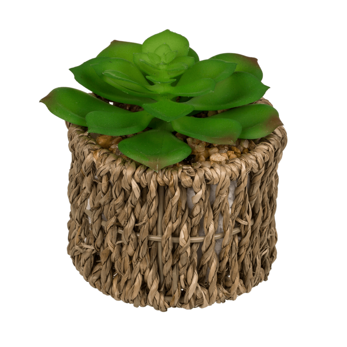Decoration Succulents in sea-grass pot, - Image 3