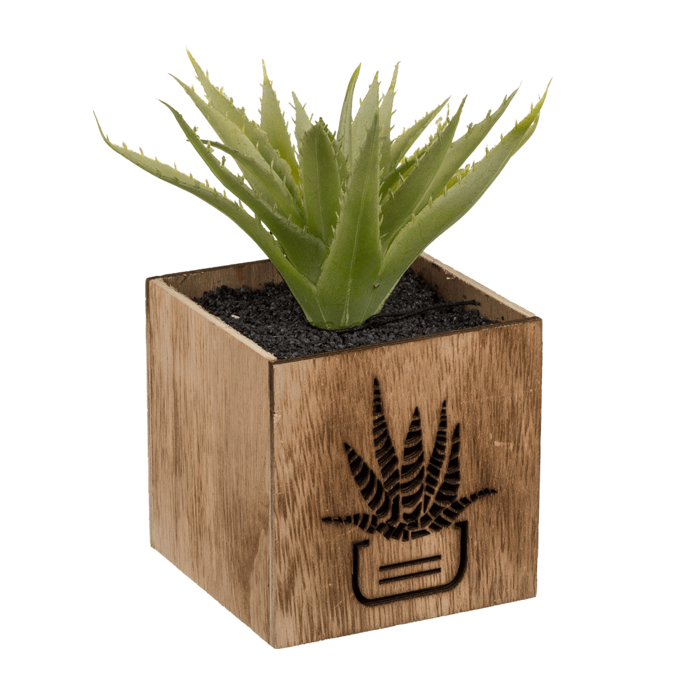 Deco Succulent, - Image 3