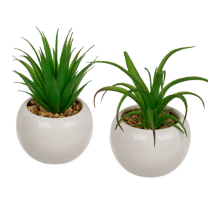 Decoration Succulents in white ceramik pot,