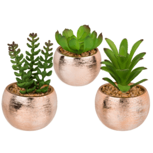 Decoration succulent in rosegold pot,
